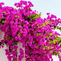 گل رزدوساله، گل یاس، گل کاغذی ، نهال صنوبر|گل و گیاه طبیعی|ایلام, |دیوار