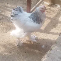 فروش تخم برهما لایت|حیوانات مزرعه|یزد, |دیوار