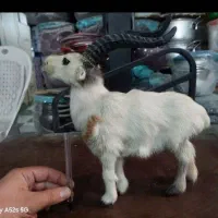 بز مصنوئی دست ساز|صنایع دستی و سایر لوازم تزئینی|تهران, سازمان برنامه جنوبی|دیوار