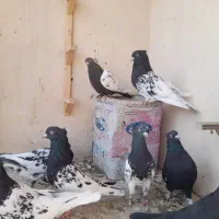 کله سیاه سینه زرد|پرنده|مشهد, هفت تیر (نه دره)|دیوار