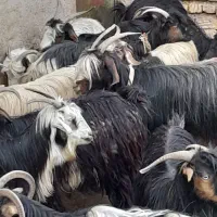 بز و بزغاله