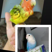 طوطی برزیلی آشتی