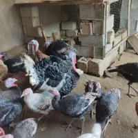 جوجه مرغ گلین