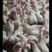 مرغ|حیوانات مزرعه|خوی, |دیوار