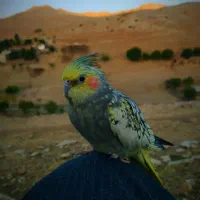 فروشی|پرنده|پاوه, |دیوار
