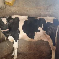 گاو هلشتاین اصل شیری  آبستن