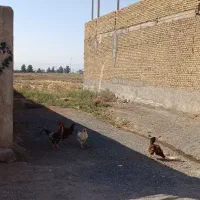 زمین-مسکونی