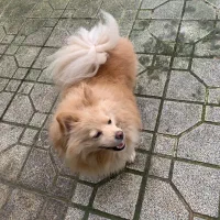 سگ گمشده|حیوانات|رشت, پاستوریزه|دیوار