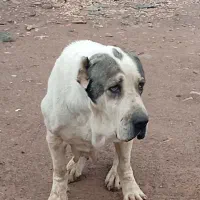 گمشده|حیوانات|نیشابور, فضل|دیوار