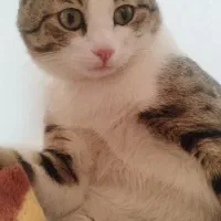 واگذاری گربه|گربه|شیراز, طلاب|دیوار