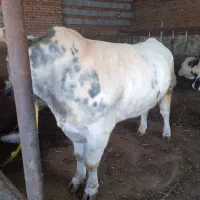 گوساله بلژیکی نر