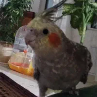 عروس هلندی گم شده