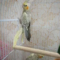 عروس هلندی