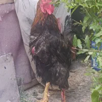 خروس دورگ لاری بزرگ جوان بافق