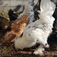 مرغ خروس لهستانی پولند و سلطان وارداتی|حیوانات مزرعه|رشت, اسماعیل آباد|دیوار