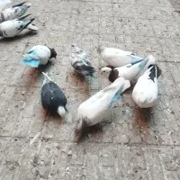 کفتر|پرنده|تبریز, |دیوار