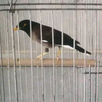 مرغ مینا