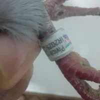 یک جفت پلاکی