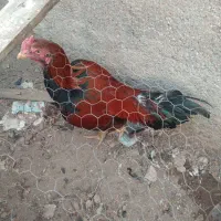 س دانگ سالم.قناری ماده مست ۵۰۰