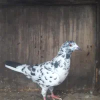 فروش کبوتر مسافتی یا المانی