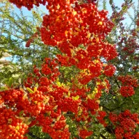 جدمات کشاورزی