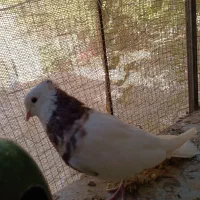 طوقی نر درشت|پرنده|سیرجان, |دیوار