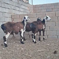 ۲بره قوچی قندوزی اصل اصل ۷۸تومن اسفدن