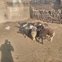 بره ماده چال|حیوانات مزرعه|جلگه رخ, |دیوار