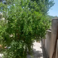 سوعیت یک خواب توکل اباد قدوسی14
