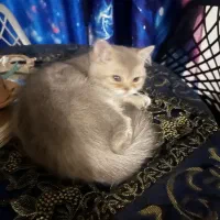 گربه ماده بریتیش