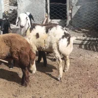 بره ۵ ماهه سفید|حیوانات مزرعه|گمیشان, |دیوار