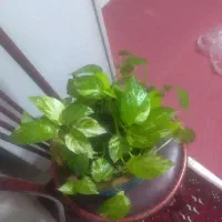 گلدون و گل