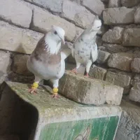 کفتر،چپ،کله،ساده،دمسفید