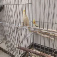 جفت مولد عروس