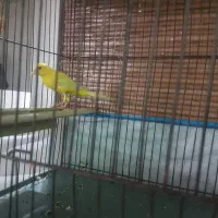 نر و ماده زرد اماده