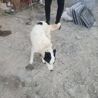 سگ هاسکی|سگ|قم, سراجه (۱۵ خرداد)|دیوار