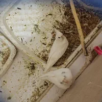 ۷ جفت عروس هلندی البینو دوکت البینو خالص.|پرنده|تربت جام, میان جام|دیوار