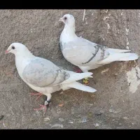 کبوتر پشت کویتی کفتر گراف موقعیت باخرز|پرنده|تربت‌حیدریه, پایانه مسافربری تربت حیدریه|دیوار