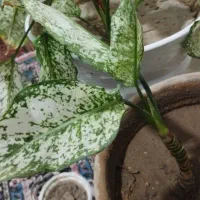 گل و گیاه آپارتمانی