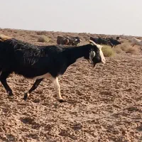 ۵عدد بز آبستن