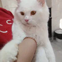 گربه پرشین واگذاری|گربه|فردوسیه, |دیوار