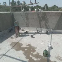 کبوتر