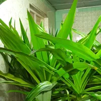 گل با گلدان|گل و گیاه طبیعی|یزد, |دیوار