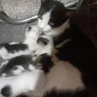 گربه سیاه ۹ ماهع با چهار تا بچه واگزاری