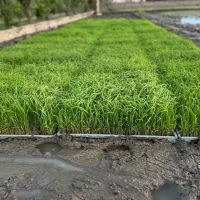 بانک نشا هاشمی ( توم سینی )