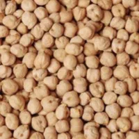 بذر نخود پاییزه رقم گوکسو