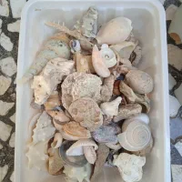 صدف|صنایع دستی و سایر لوازم تزئینی|بندر گناوه, |دیوار