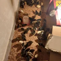 دستگاه جوجه کشی اسکندری به شرط سالم بودن دستگاه