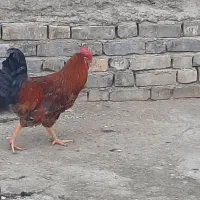 خروس|حیوانات مزرعه|گرمخان, |دیوار