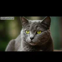 گربه طوسی چشم زرد|گربه|شیروان (خراسان), |دیوار